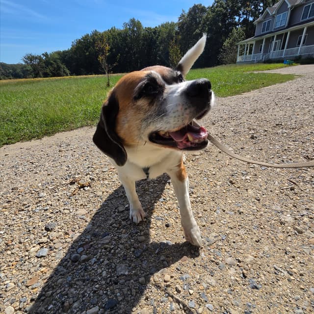 5x Adventure walks at The Dog Mom Pet Services in Lusby, MD