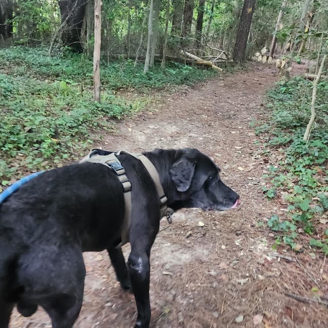 2x Private Trail Jog at The Dog Mom Pet Services in Lusby, MD