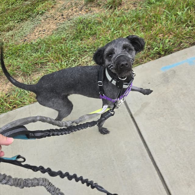 4x Adventure Walk at The Dog Mom Pet Services in Lusby, MD
