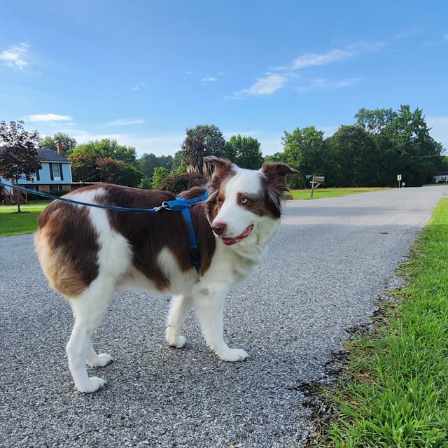 3x Adventure Time at The Dog Mom Pet Services in Lusby, MD